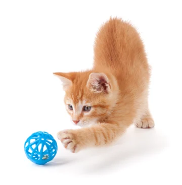 Gatito jugando con una pelota, del banco del Club