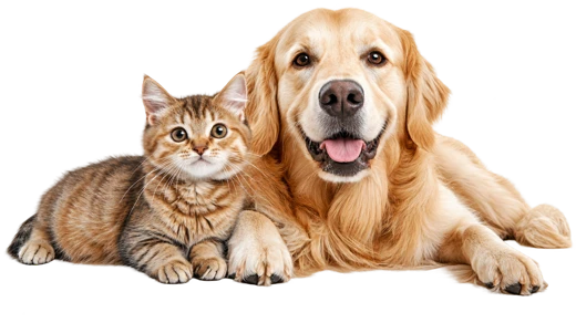 Un perro y un gato reales