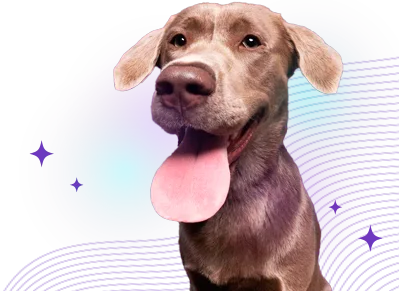 Black Friday Perruno
