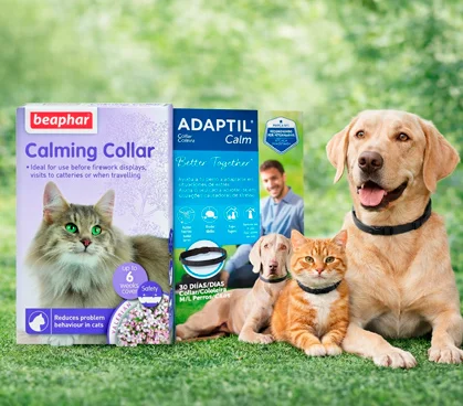 Oferta destacada en salud y bienestar para mascotas