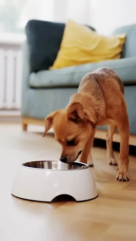Alimentos Especiales - Línea Veterinaria