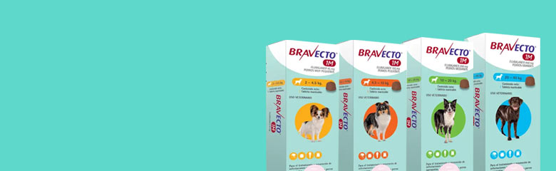 Bravecto Perros