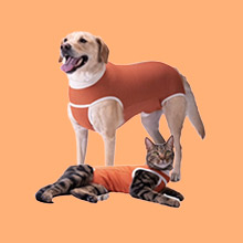 Rehabilitación perros y gatos