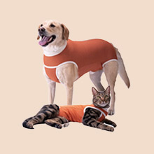 Rehabilitación perros y gatos