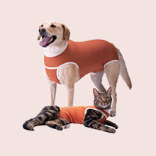 Rehabilitación perros y gatos