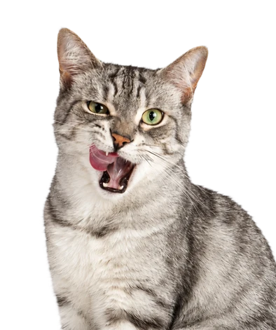 Gato adulto