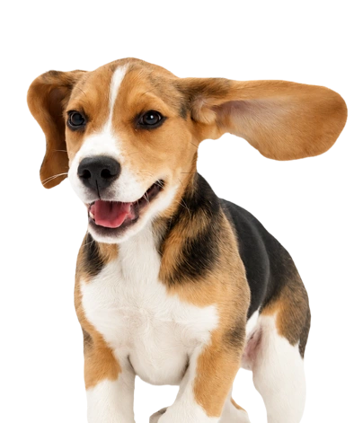 Perro Cachorro