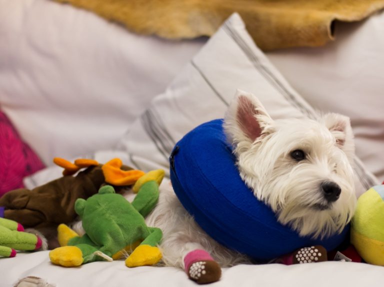 kong cloud collar isabelino