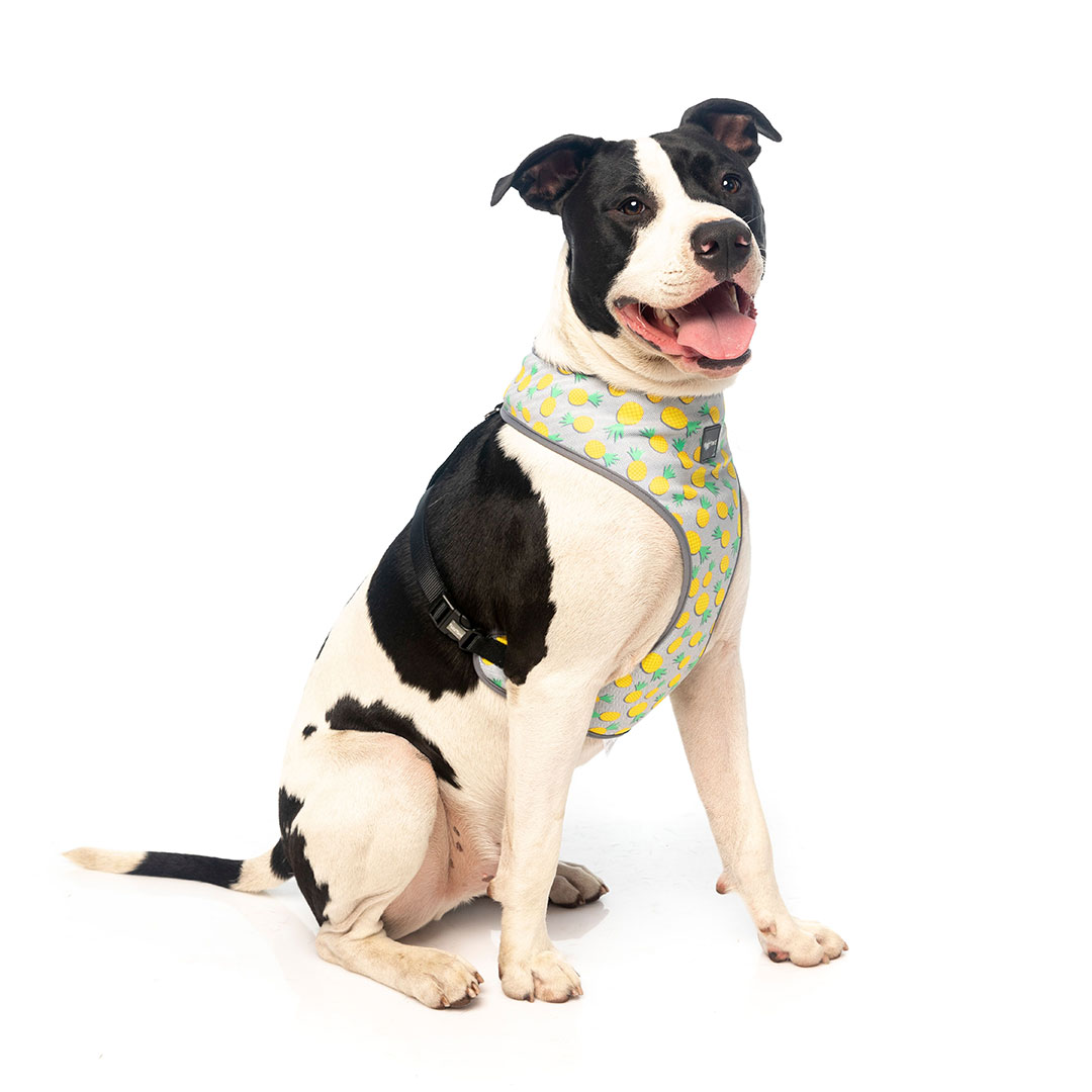 Fuzzyard Arnes Para Perro Tucson Talla Xl Fuzzyard Arnes Para Perro Tucson Talla Xl
