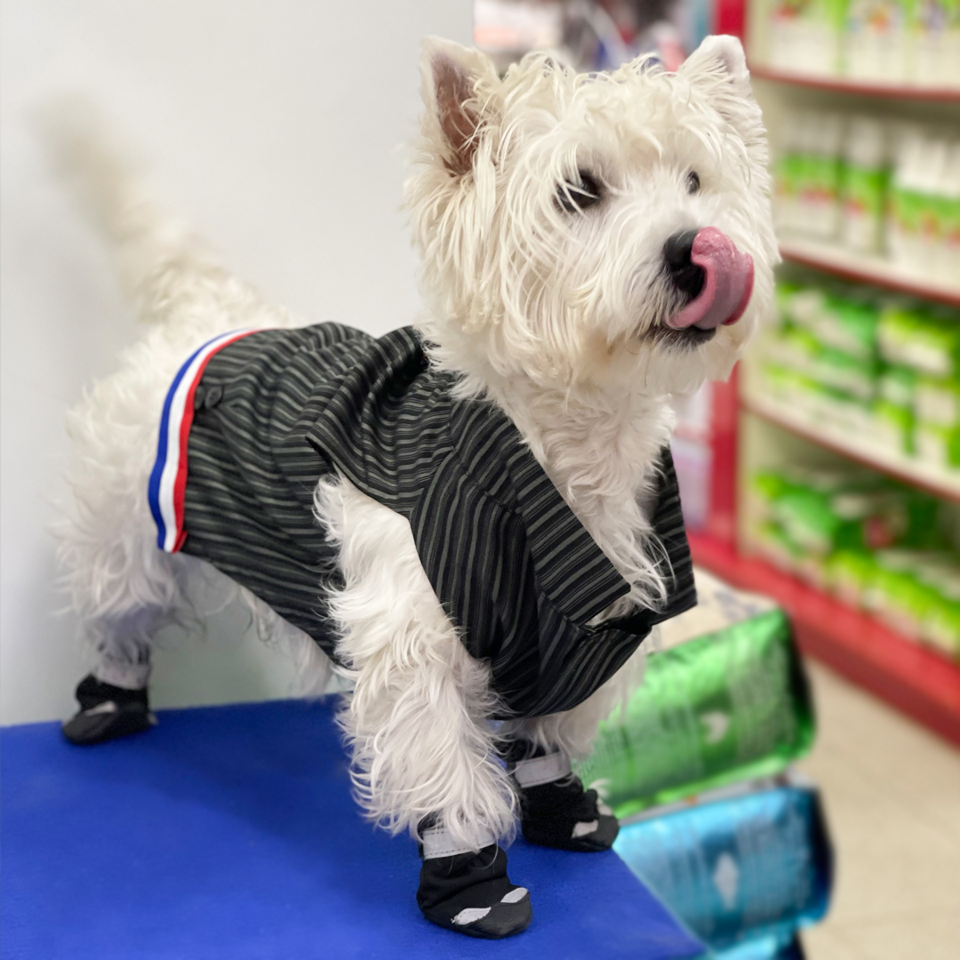 caloría cinta período CLUB P&G TRAJE DE HUASO - Club de Perros y Gatos