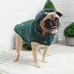 Gfpet | Parka Super Puff Verde Azulado