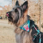 Max & Molly Bandana Popcorn