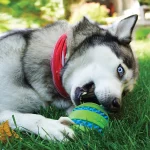 Kong Squeezz Goomz Ball L