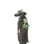 Harness Walking Paws
