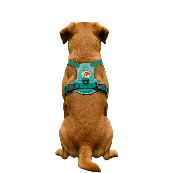 Harness Walking Paws