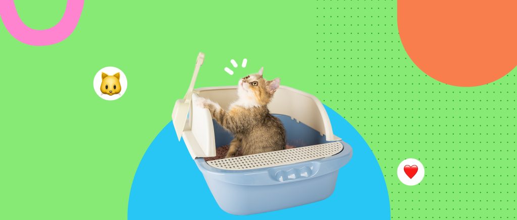 Marcaje urinario en gatos: causas emocionales y cómo abordarlas sin castigos