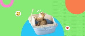 Marcaje urinario en gatos: causas emocionales y cómo abordarlas sin castigos