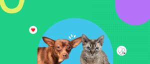 Mantén a raya la otitis: Guía rápida para limpiar los oídos de tu perro o gato