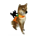 Disfraz Calabaza Con Gato