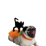 Disfraz Calabaza Con Gato
