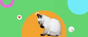 Bartonella: lo que todo tutor de gatos debe saber