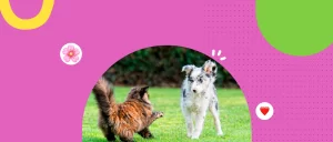 Más luz, más energía: cómo aprovechar la vitalidad primaveral de tu mascota