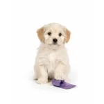 Bolsas Olor Lavanda Con Dispensador 