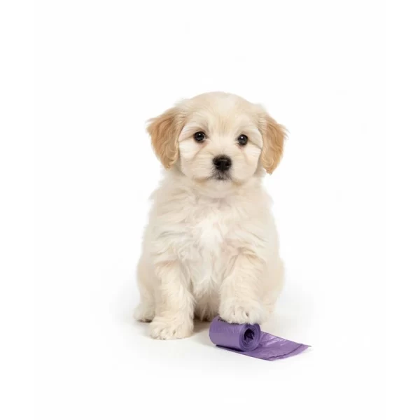 Bolsas Olor Lavanda Con Dispensador 