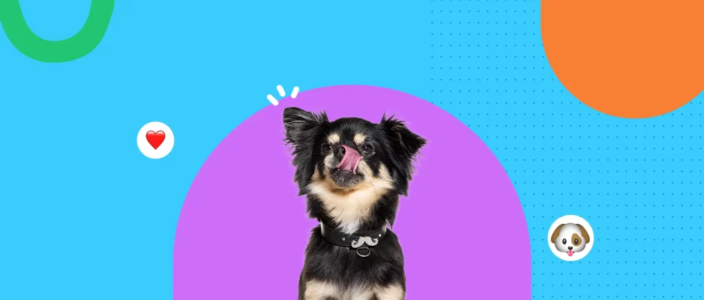 Lamido excesivo en perros: ¿señales de dolor, estrés o aburrimiento?