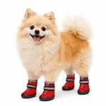 Zapatos Trainning Paw Rojo