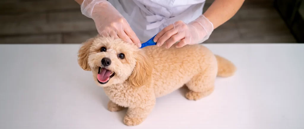 Cada cuánto desparasitar a tu perro o gato en Chile (Guía 2026)