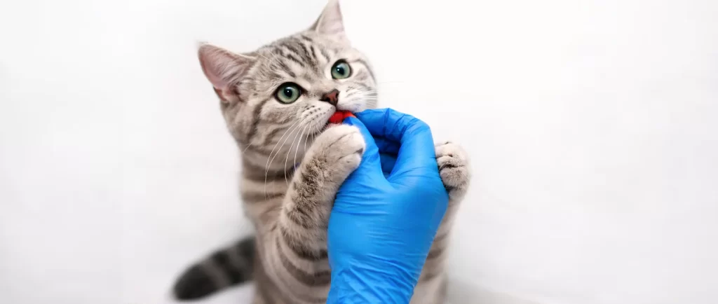 Cada cuánto desparasitar a tu perro o gato en Chile (Guía 2026)