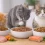 Mejor alimento para gatos en Chile: cómo elegirlo y qué hacer si tu gato no quiere comer