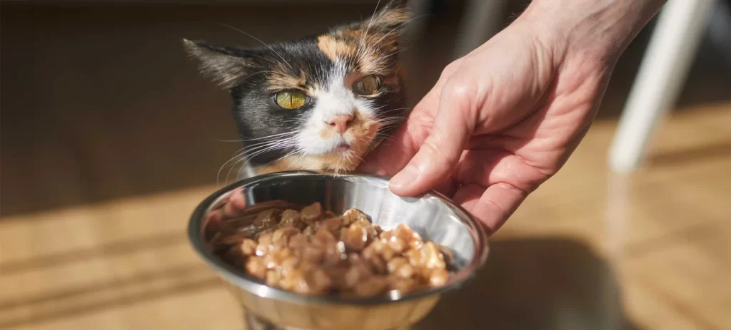 Mejor alimento para gatos en Chile: cómo elegirlo y qué hacer si tu gato no quiere comer