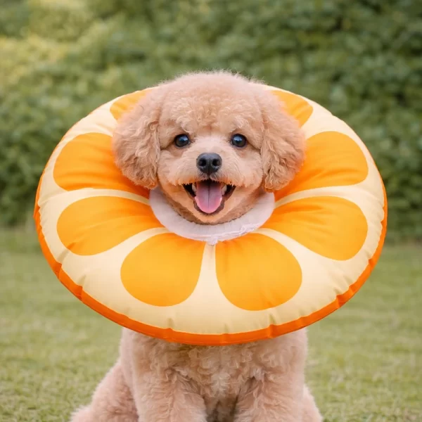 Collar Isabelino Diseño Naranja