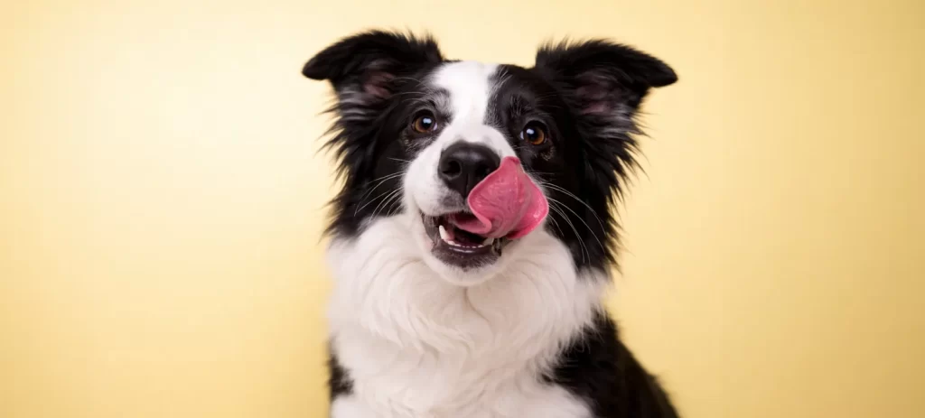 Cómo elegir el mejor alimento para perros en Chile (Guía completa)