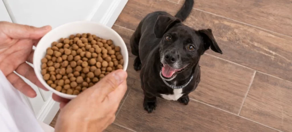 Cómo elegir el mejor alimento para perros en Chile (Guía completa)
