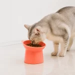 Plato Alto Para Mascota