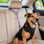 Correa De Seguridad Safe Paws
