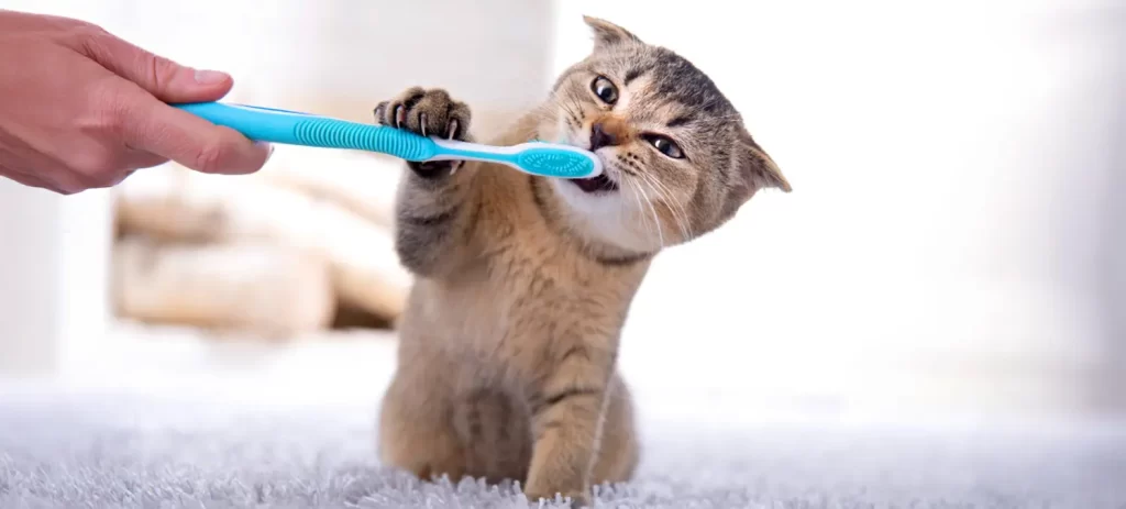 Mal aliento en mascotas: causas y solución