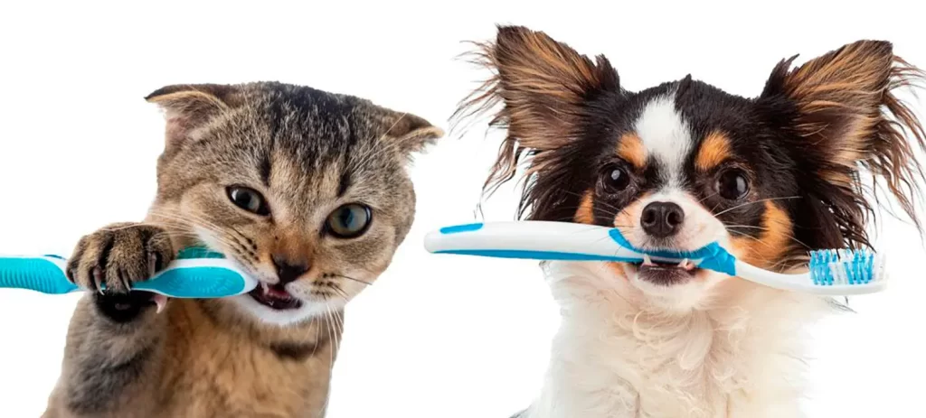 Mal aliento en mascotas: causas y solución