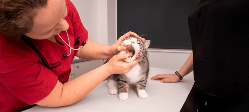 Mal aliento en mascotas: causas y solución