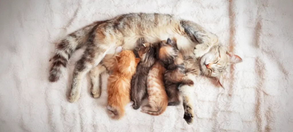 Etapas reproductivas en mascotas: cómo manejarlas