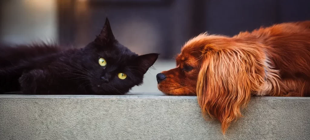 Etapas reproductivas en mascotas: cómo manejarlas