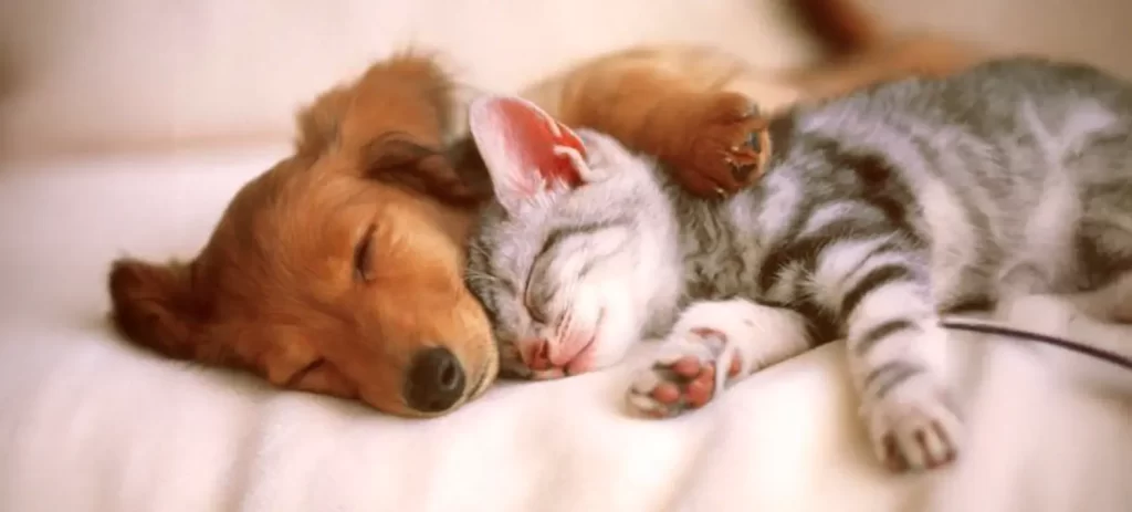 Etapas reproductivas en mascotas: cómo manejarlas