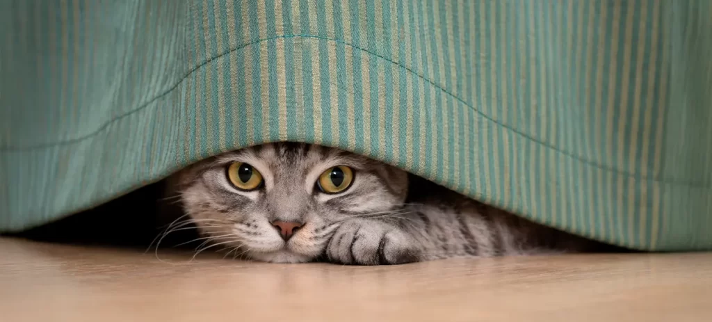 Mi gato está estresado: señales, causas y cómo calmarlo en casa