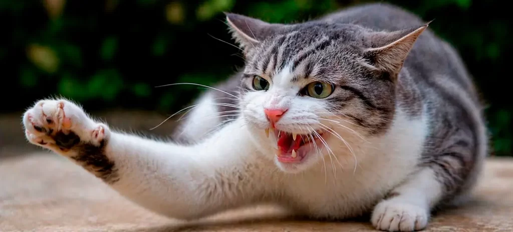 Mi gato está estresado: señales, causas y cómo calmarlo en casa