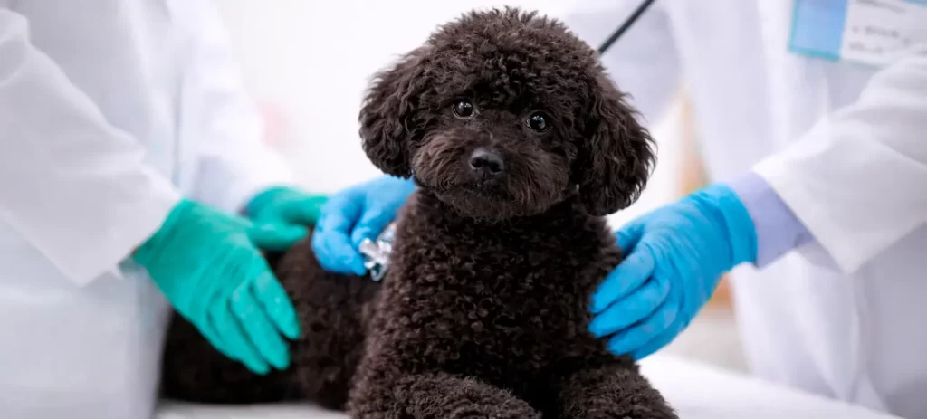 Mi perro tiene diarrea: qué hacer, qué darle y cómo solucionarlo