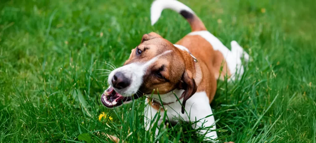 Mi perro vomita: causas, cuándo preocuparse y qué hacer en casa