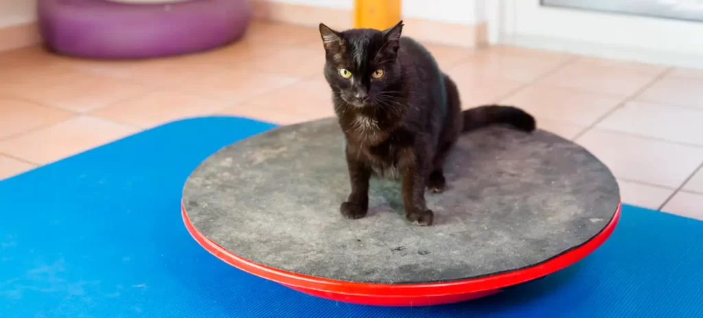 Dolor en mascotas: señales y cuándo consultar